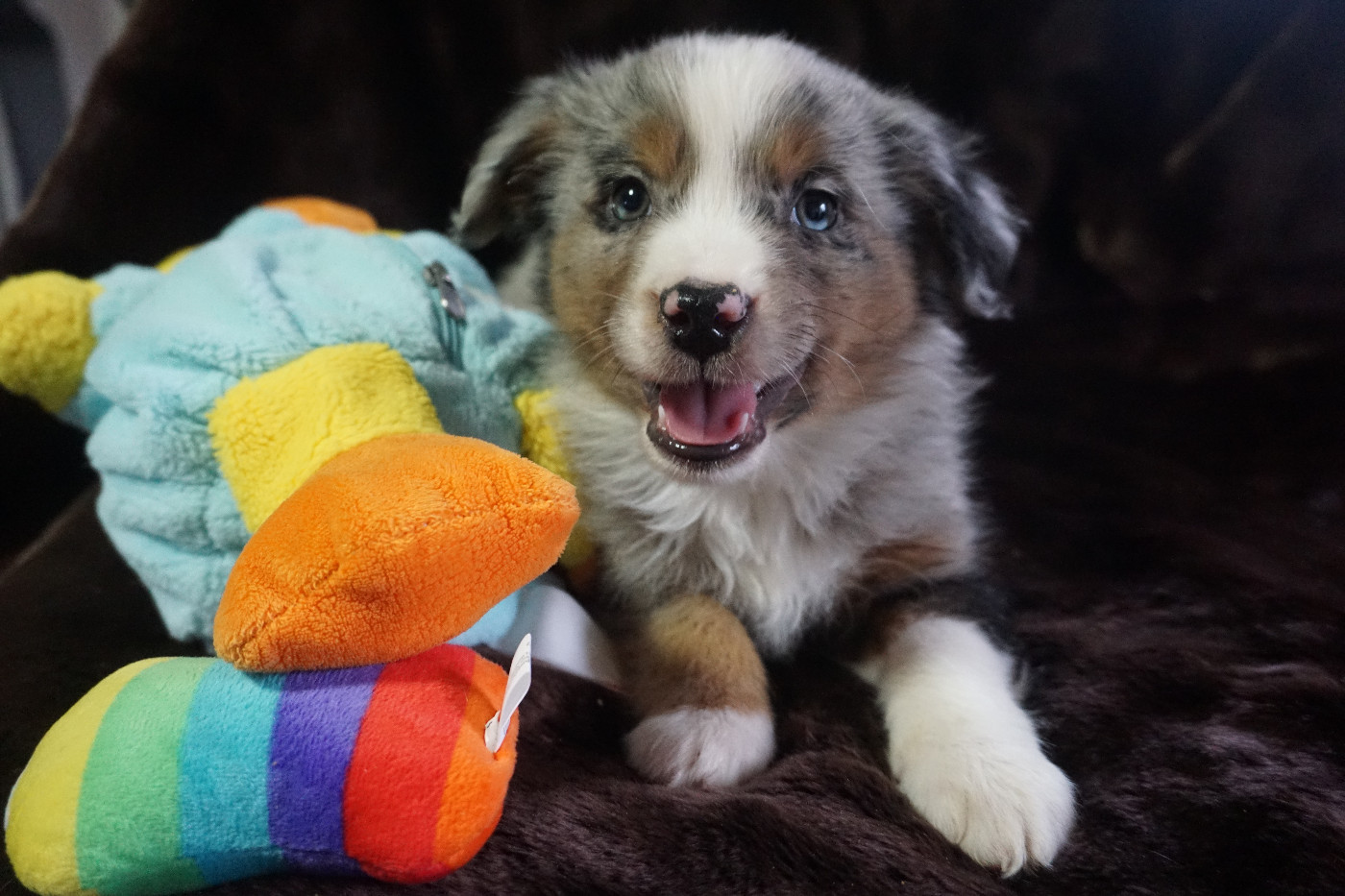 Snowy Mountain Fairy Sheperd - Chiots disponibles - Berger Américain Miniature 