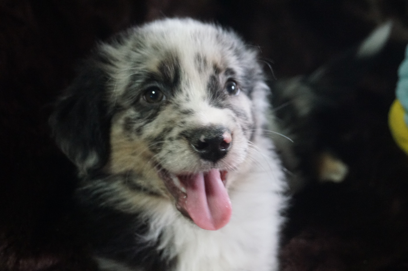 Snowy Mountain Fairy Sheperd - Chiots disponibles - Berger Américain Miniature 