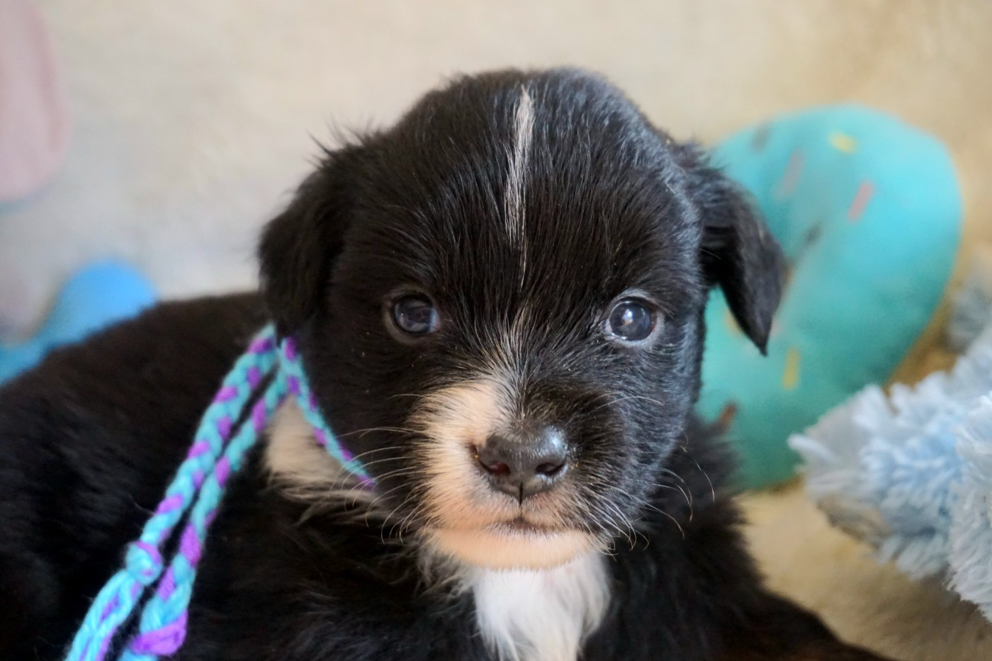 Snowy Mountain Fairy Sheperd - Chiots disponibles - Berger Américain Miniature 