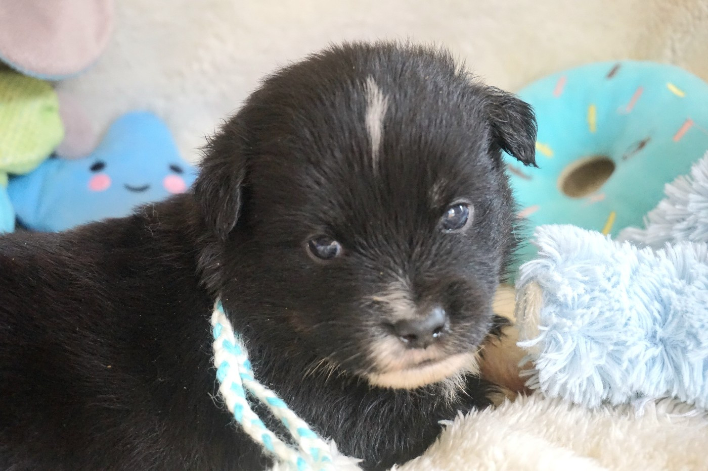 Snowy Mountain Fairy Sheperd - Chiots disponibles - Berger Américain Miniature 