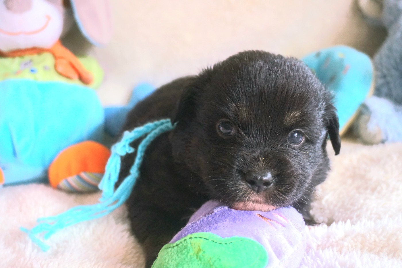 Snowy Mountain Fairy Sheperd - Chiots disponibles - Berger Américain Miniature 