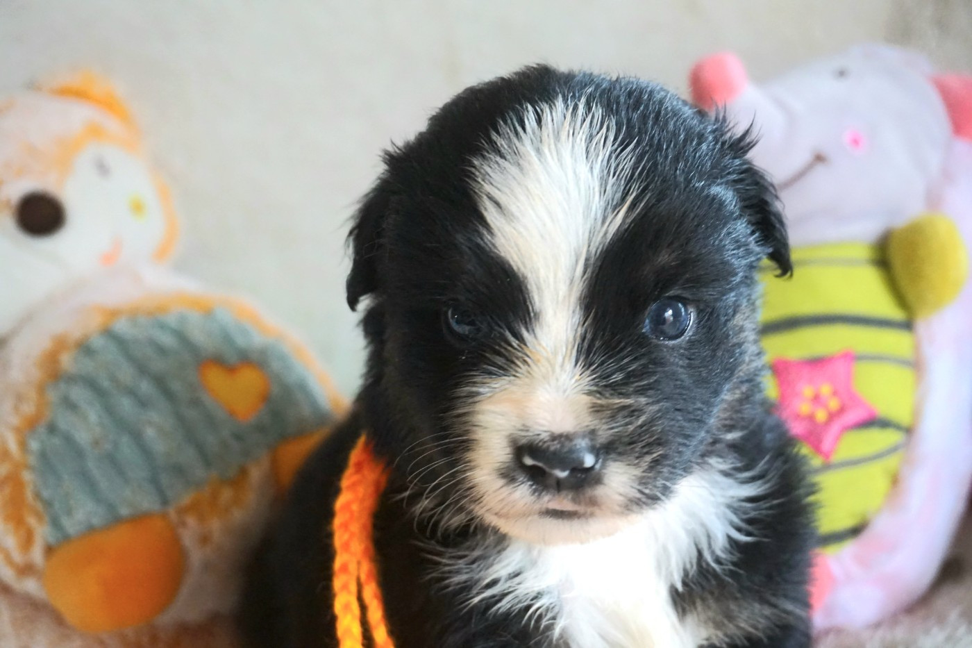 Snowy Mountain Fairy Sheperd - Chiots disponibles - Berger Américain Miniature 