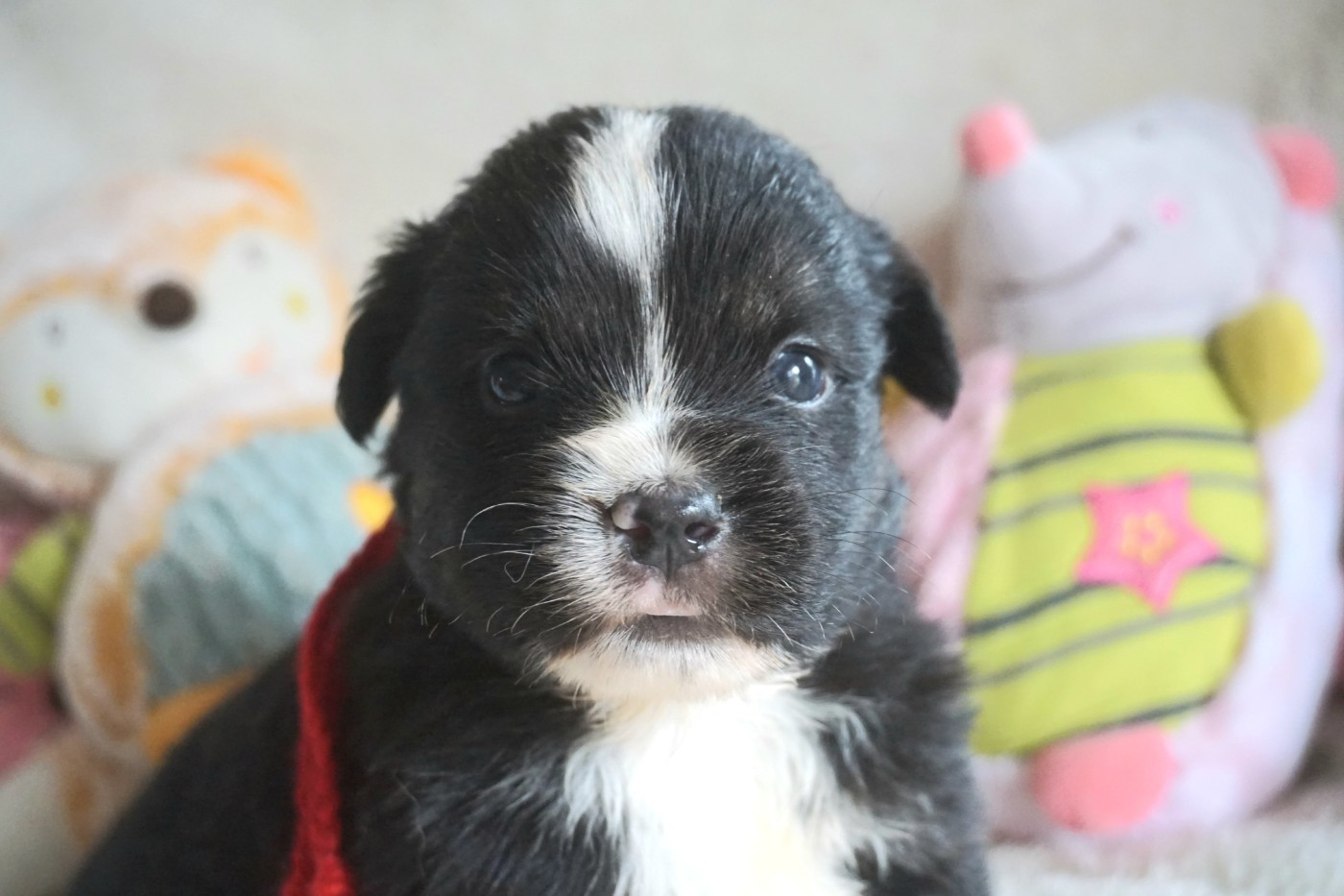 Snowy Mountain Fairy Sheperd - Chiots disponibles - Berger Américain Miniature 