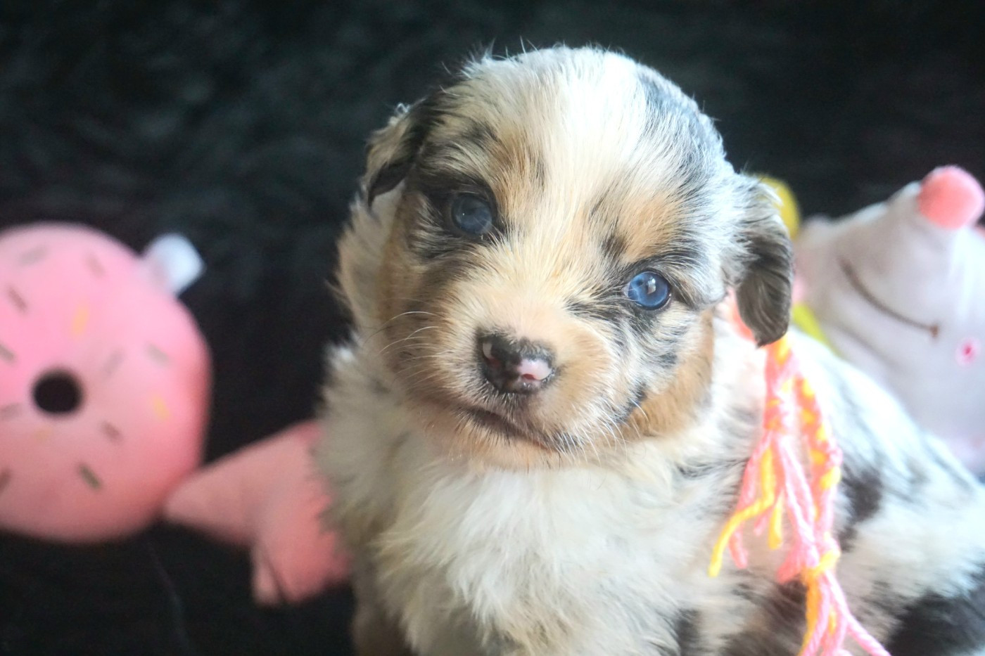 Snowy Mountain Fairy Sheperd - Chiots disponibles - Berger Américain Miniature 