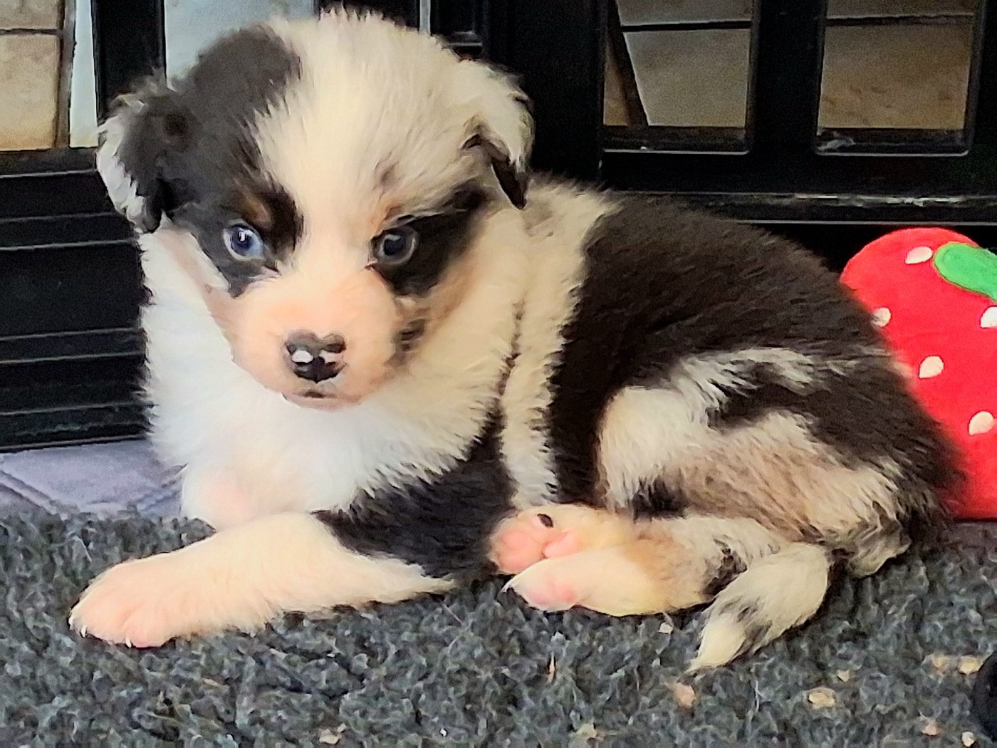 Snowy Mountain Fairy Sheperd - Chiots disponibles - Berger Américain Miniature 