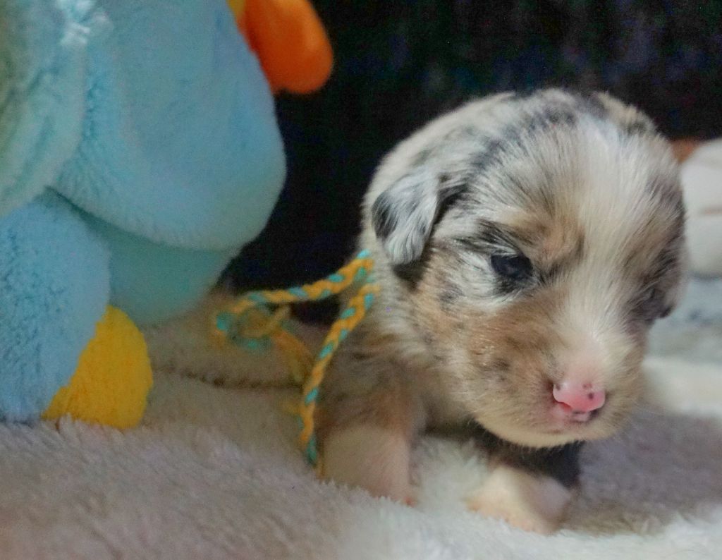 Snowy Mountain Fairy Sheperd - Chiots disponibles - Berger Américain Miniature 