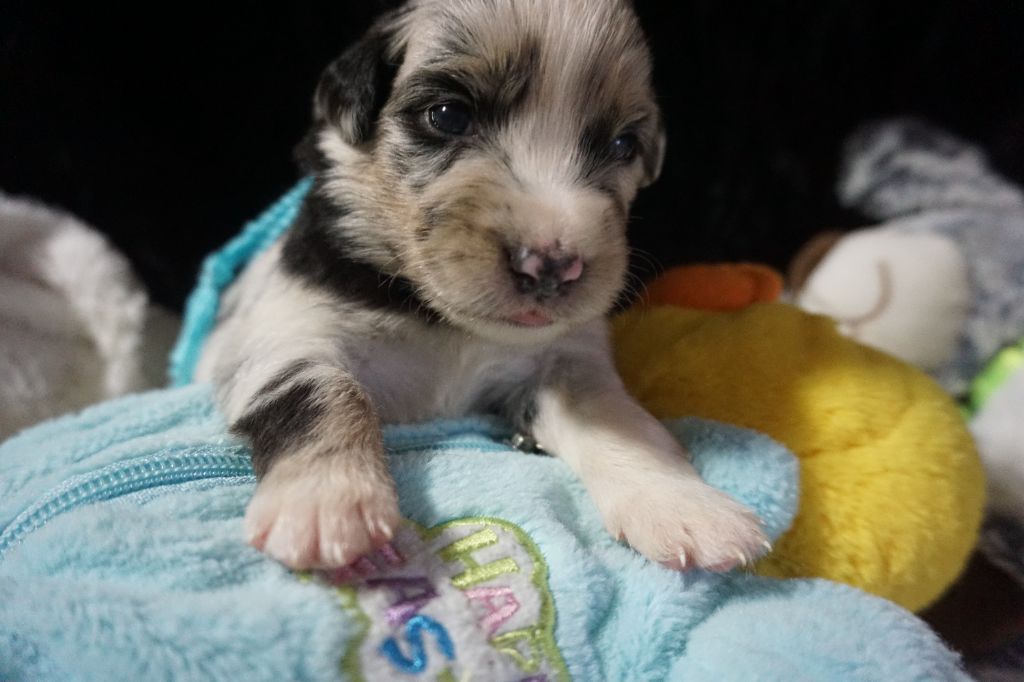 Snowy Mountain Fairy Sheperd - Chiots disponibles - Berger Américain Miniature 