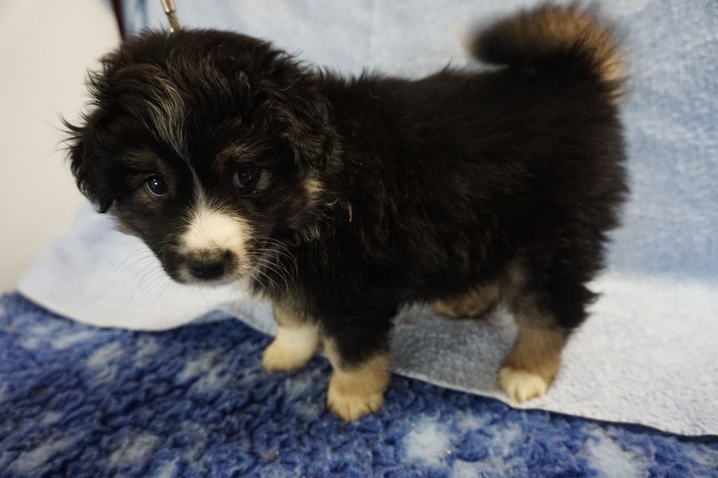 Snowy Mountain Fairy Sheperd - Berger Américain Miniature  - Portée née le 25/12/2021