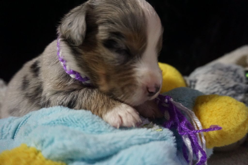 Snowy Mountain Fairy Sheperd - Chiots disponibles - Berger Américain Miniature 