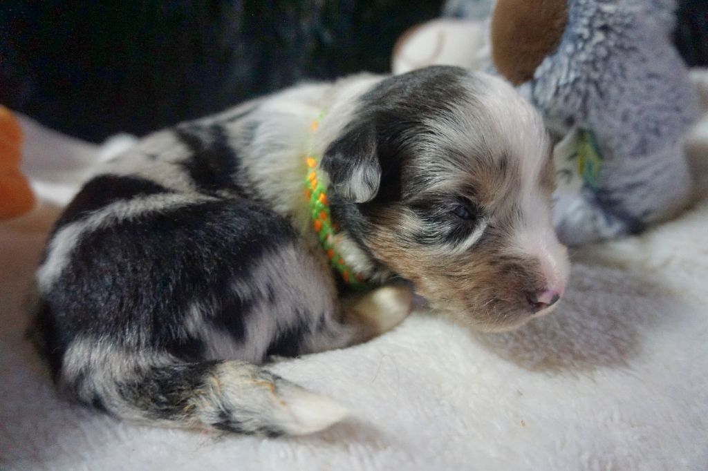 Snowy Mountain Fairy Sheperd - Chiots disponibles - Berger Américain Miniature 