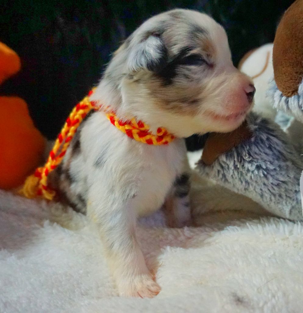 Snowy Mountain Fairy Sheperd - Chiots disponibles - Berger Américain Miniature 