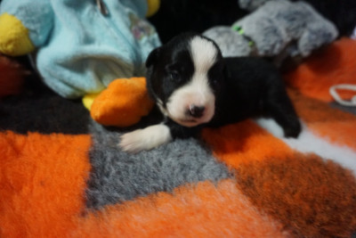 CHIOT 11