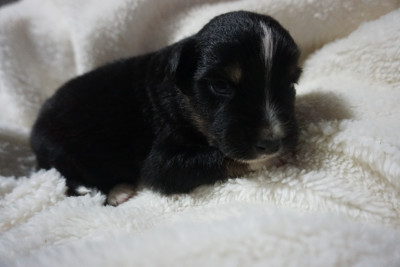 CHIOT 10
