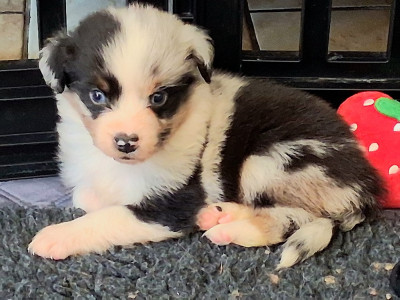 Chiot N°4