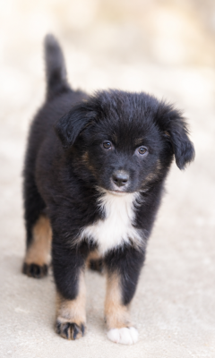 Chiot N°7